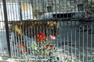 zoo_dvur_0006