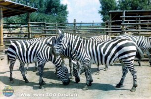 zoo_dvur_0010