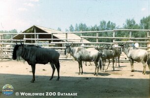 zoo_dvur_0012