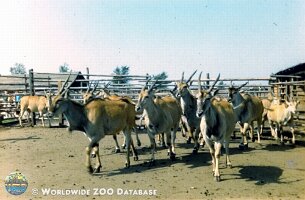 zoo_dvur_0013