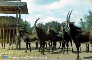 zoo_dvur_0014
