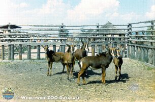 zoo_dvur_0016
