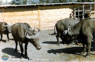 zoo_dvur_0019