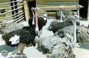 zoo_dvur_0020