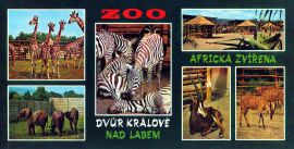 propagace dvur_kralove 123