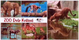 propagace dvur_kralove 138