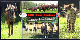 propagace dvur_kralove 145