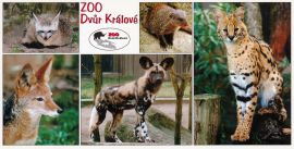 propagace dvur_kralove 134