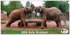 propagace dvur_kralove 165