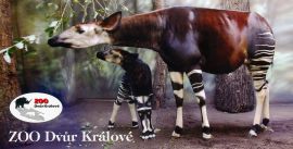 propagace dvur_kralove 224