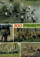 propagace dvur_kralove 1388