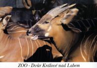 propagace dvur_kralove 483