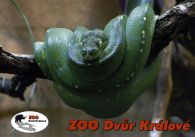 propagace dvur_kralove 551