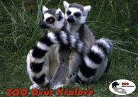 propagace dvur_kralove 538