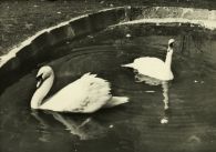 propagace dvur_kralove 268