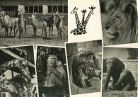propagace dvur_kralove 236