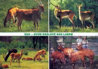 propagace dvur_kralove 495