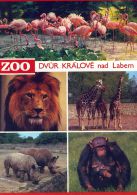 propagace dvur_kralove 1392