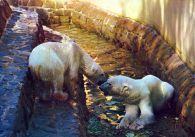 propagace dvur_kralove 657