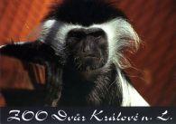 propagace dvur_kralove 488