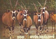 propagace dvur_kralove 447
