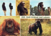 propagace dvur_kralove 497