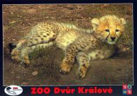 propagace dvur_kralove 526