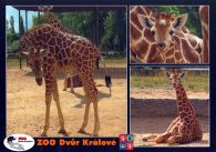 propagace dvur_kralove 515