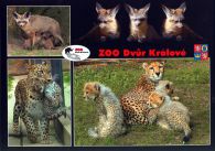 propagace dvur_kralove 524