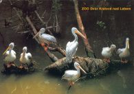 propagace dvur_kralove 448