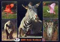 propagace dvur_kralove 523