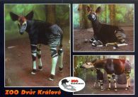 propagace dvur_kralove 522