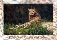 propagace dvur_kralove 463