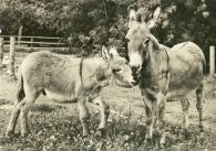 propagace dvur_kralove 264