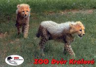 propagace dvur_kralove 535
