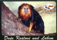 propagace dvur_kralove 490