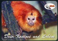 propagace dvur_kralove 491