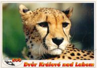 propagace dvur_kralove 560