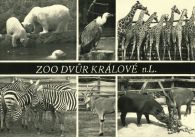 propagace dvur_kralove 239