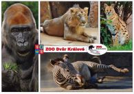 propagace dvur_kralove 507