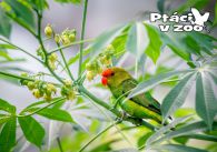 propagace dvur_kralove 1050