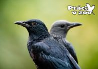 propagace dvur_kralove 1068