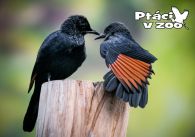 propagace dvur_kralove 1069