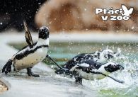 propagace dvur_kralove 992