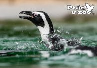 propagace dvur_kralove 993