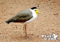 propagace dvur_kralove 1035