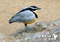 propagace dvur_kralove 1040