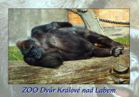 propagace dvur_kralove 464