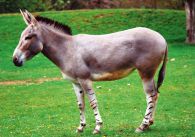 propagace dvur_kralove 750