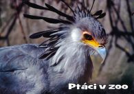 propagace dvur_kralove 996
